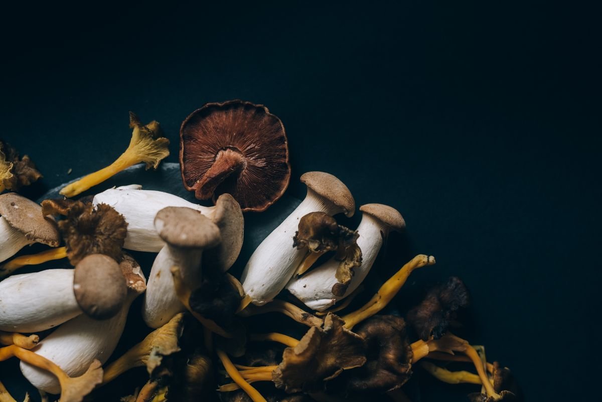 Cogumelo Ostra