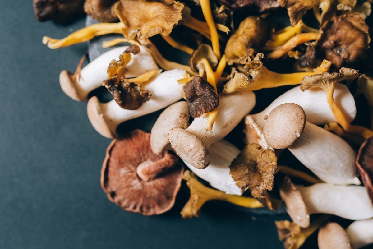 Cordyceps em pó